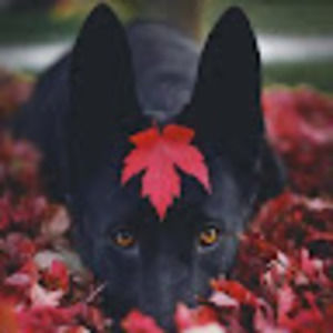 Meet your Posher, Mauro